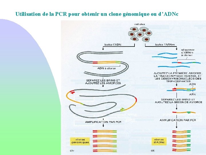 Utilisation de la PCR pour obtenir un clone génomique ou d’ADNc 