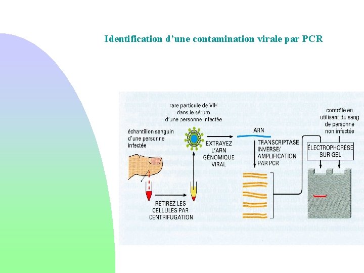 Identification d’une contamination virale par PCR 