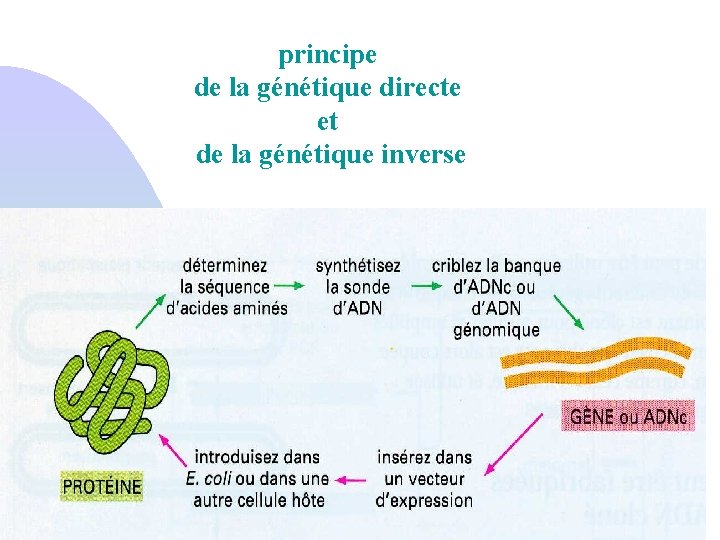 principe de la génétique directe et de la génétique inverse 