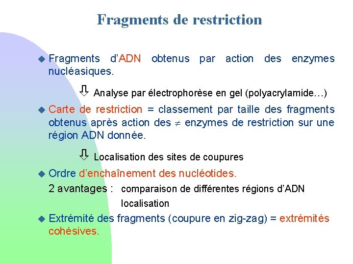 Fragments de restriction u Fragments d’ADN obtenus par action des enzymes nucléasiques. Analyse par