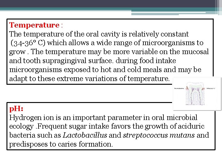 Temperature : The temperature of the oral cavity is relatively constant (34 -36° C)