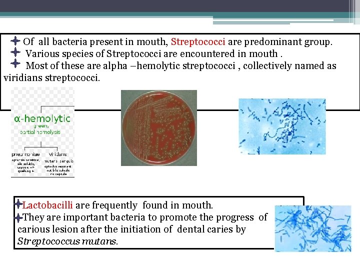 Of all bacteria present in mouth, Streptococci are predominant group. Various species of Streptococci