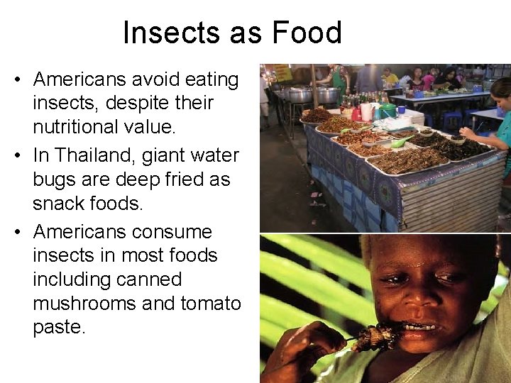 Insects as Food • Americans avoid eating insects, despite their nutritional value. • In