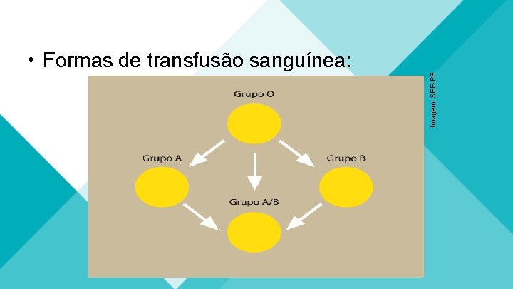 Imagem: SEE-PE • Formas de transfusão sanguínea: 