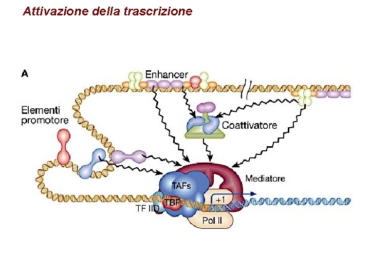 Attivazione della trascrizione 