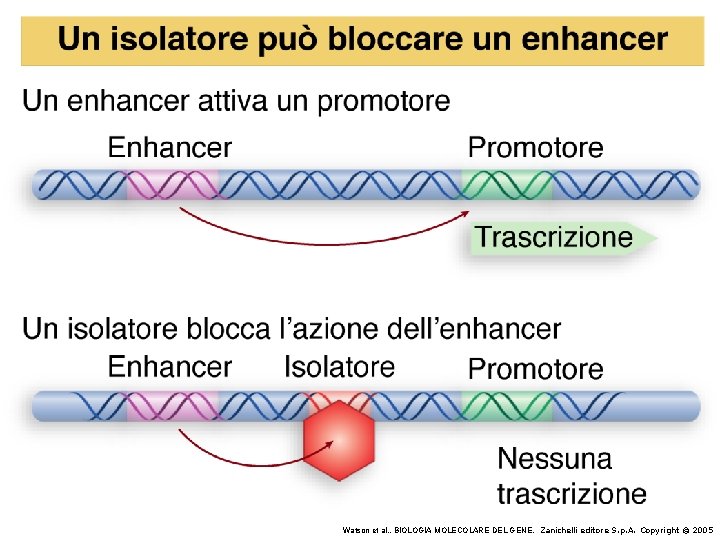 Watson et al. , BIOLOGIA MOLECOLARE DEL GENE, Zanichelli editore S. p. A. Copyright