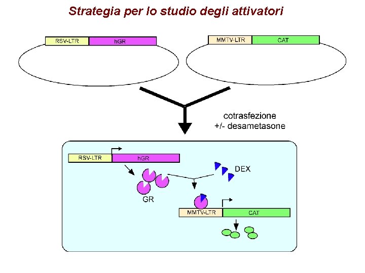 Strategia per lo studio degli attivatori 