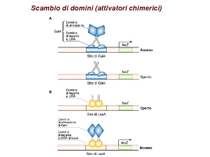 Scambio di domini (attivatori chimerici) 