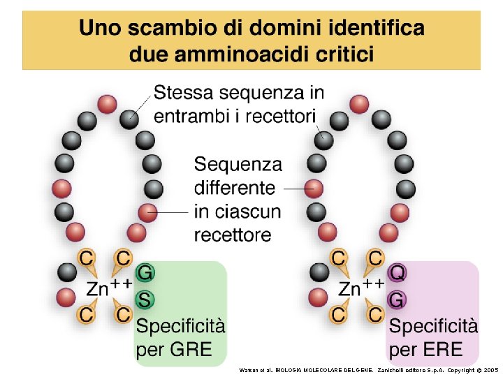 Watson et al. , BIOLOGIA MOLECOLARE DEL GENE, Zanichelli editore S. p. A. Copyright