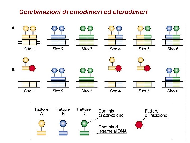 Combinazioni di omodimeri ed eterodimeri 