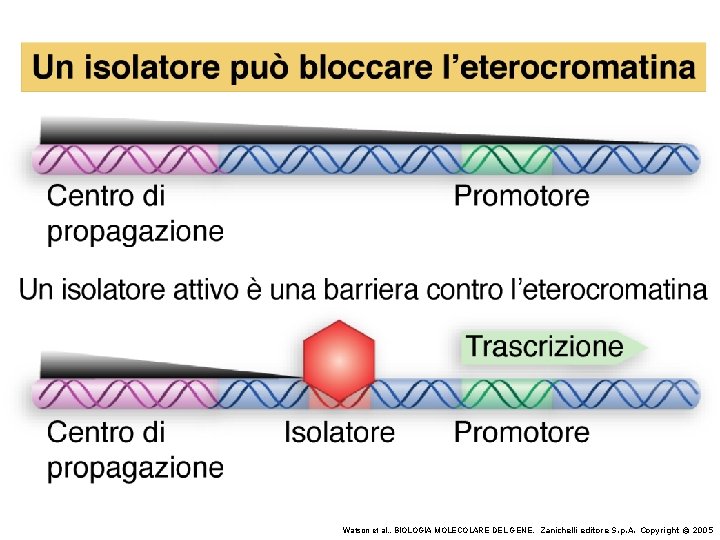 Watson et al. , BIOLOGIA MOLECOLARE DEL GENE, Zanichelli editore S. p. A. Copyright