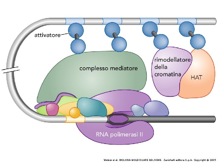 Watson et al. , BIOLOGIA MOLECOLARE DEL GENE, Zanichelli editore S. p. A. Copyright