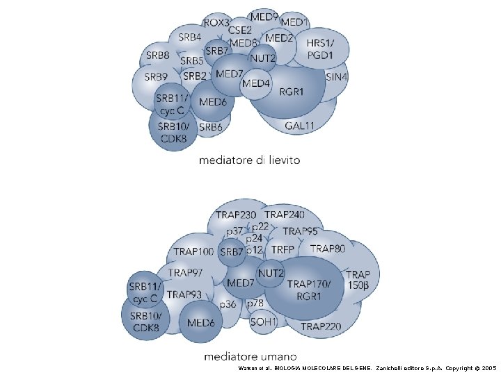 Watson et al. , BIOLOGIA MOLECOLARE DEL GENE, Zanichelli editore S. p. A. Copyright