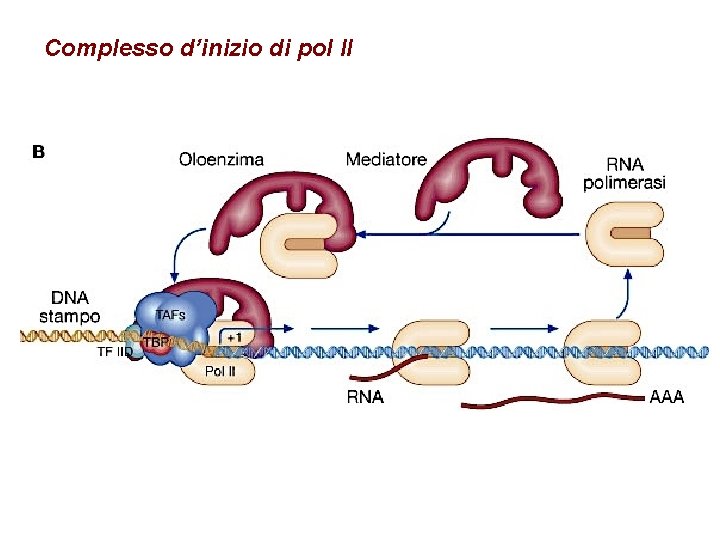 Complesso d’inizio di pol II 