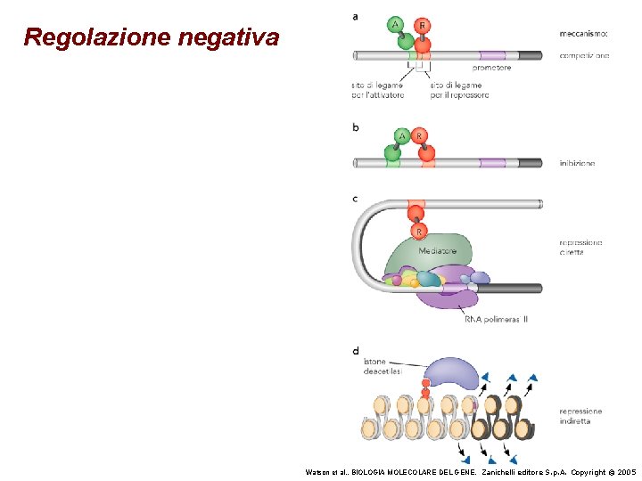 Regolazione negativa Watson et al. , BIOLOGIA MOLECOLARE DEL GENE, Zanichelli editore S. p.