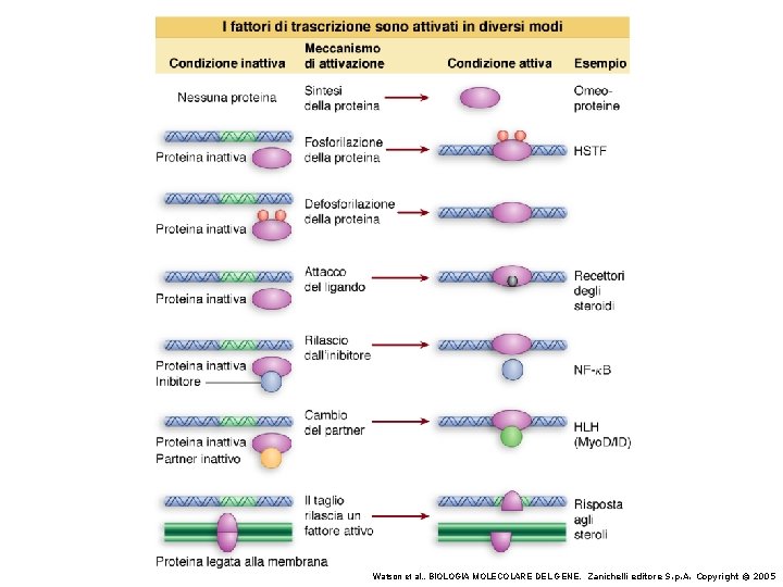 Watson et al. , BIOLOGIA MOLECOLARE DEL GENE, Zanichelli editore S. p. A. Copyright