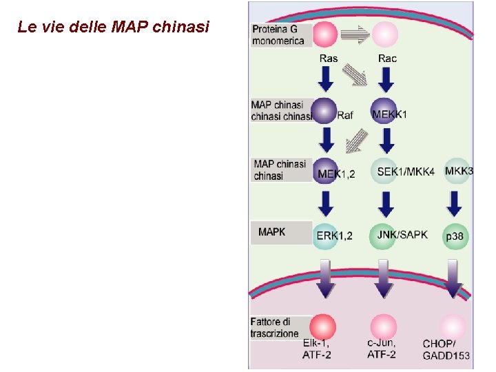 Le vie delle MAP chinasi 