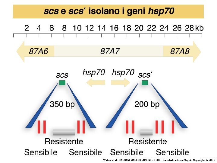 Watson et al. , BIOLOGIA MOLECOLARE DEL GENE, Zanichelli editore S. p. A. Copyright