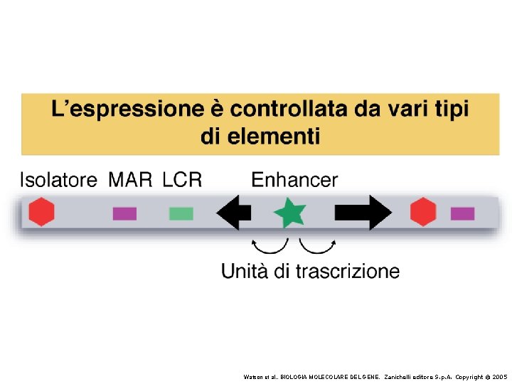 Watson et al. , BIOLOGIA MOLECOLARE DEL GENE, Zanichelli editore S. p. A. Copyright