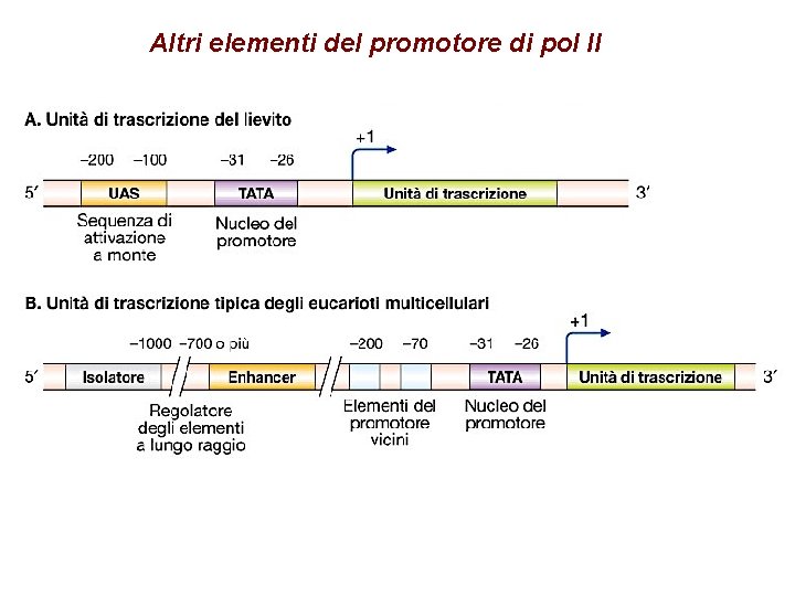 Altri elementi del promotore di pol II 