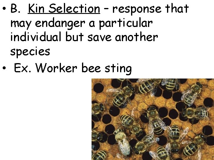  • B. Kin Selection – response that may endanger a particular individual but