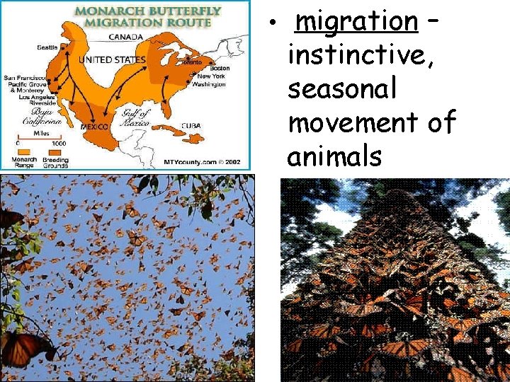  • migration – instinctive, seasonal movement of animals 