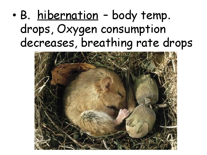  • B. hibernation – body temp. drops, Oxygen consumption decreases, breathing rate drops