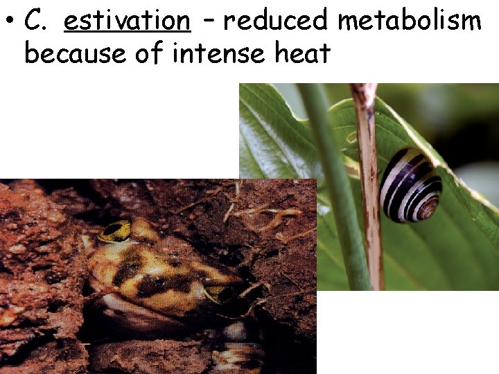  • C. estivation – reduced metabolism because of intense heat 