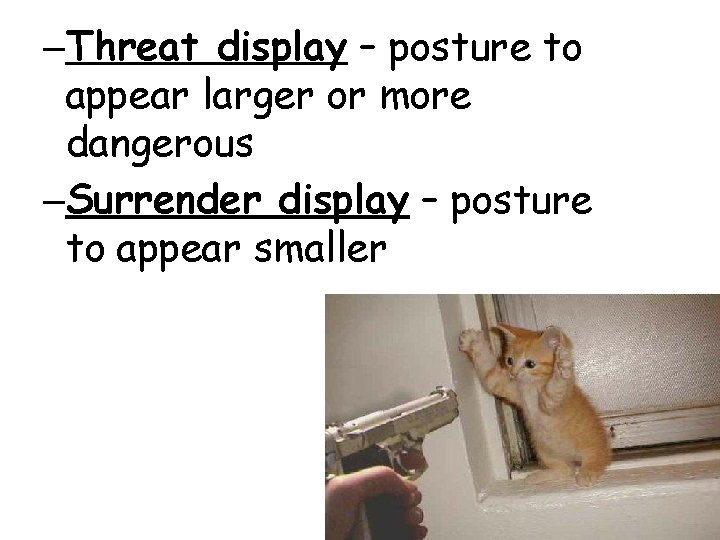 –Threat display – posture to appear larger or more dangerous –Surrender display – posture