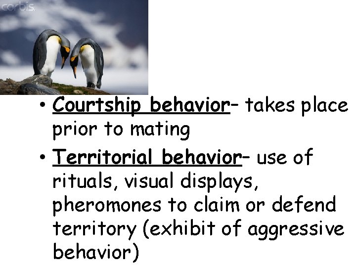  • Courtship behavior– takes place prior to mating • Territorial behavior– use of