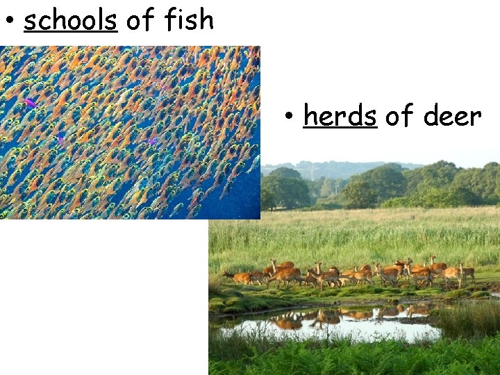  • schools of fish • herds of deer 