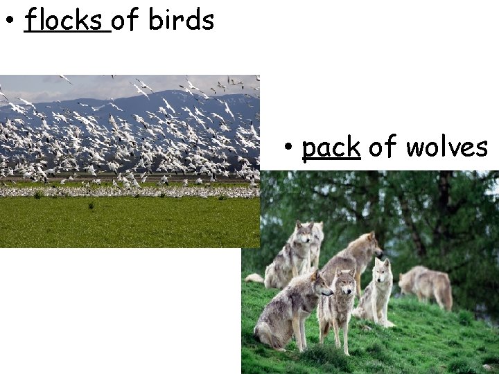  • flocks of birds • pack of wolves 