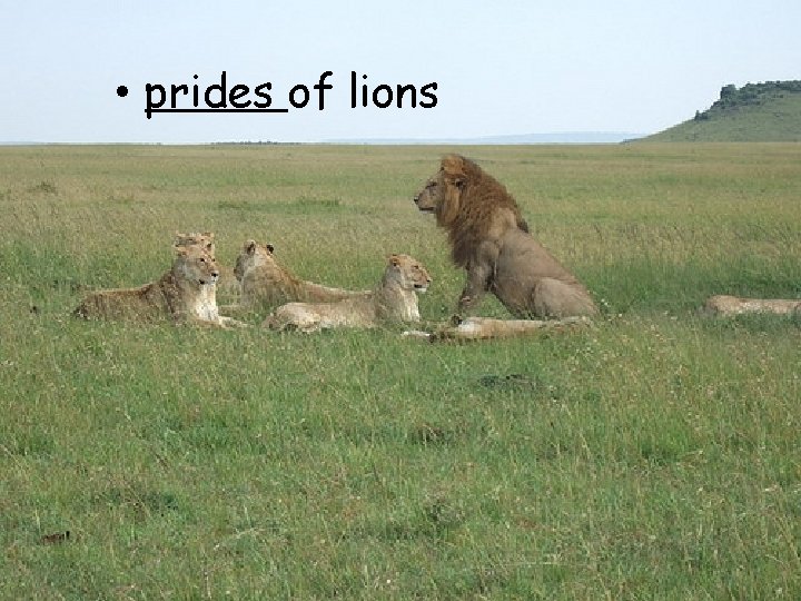  • prides of lions 