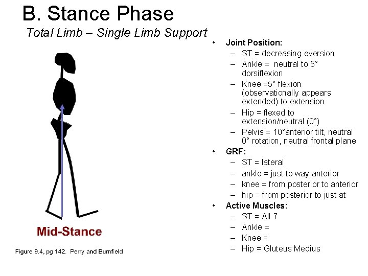 B. Stance Phase Total Limb – Single Limb Support • • • Joint Position: