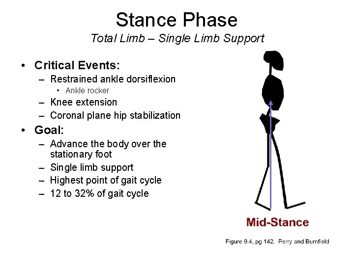 Stance Phase Total Limb – Single Limb Support • Critical Events: – Restrained ankle