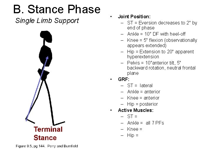 B. Stance Phase Single Limb Support • • • Joint Position: – ST =