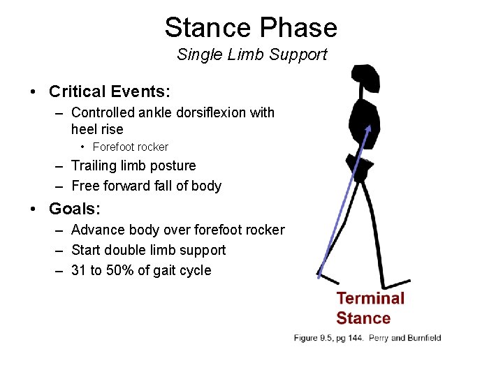 Stance Phase Single Limb Support • Critical Events: – Controlled ankle dorsiflexion with heel
