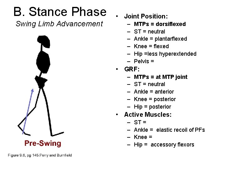 B. Stance Phase Swing Limb Advancement • Joint Position: – – – MTPs =