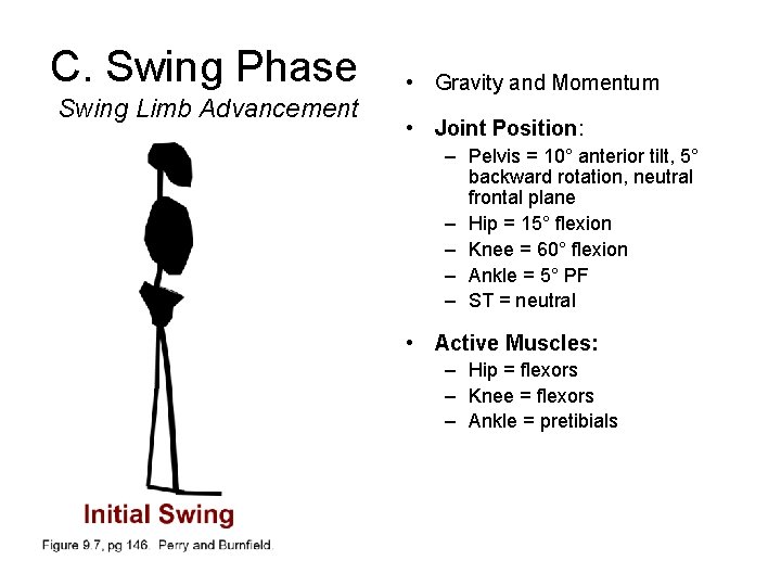 C. Swing Phase Swing Limb Advancement • Gravity and Momentum • Joint Position: –