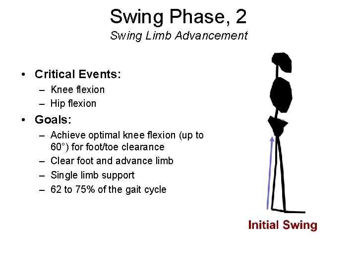 Swing Phase, 2 Swing Limb Advancement • Critical Events: – Knee flexion – Hip
