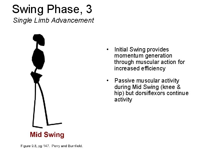 Swing Phase, 3 Single Limb Advancement • Initial Swing provides momentum generation through muscular