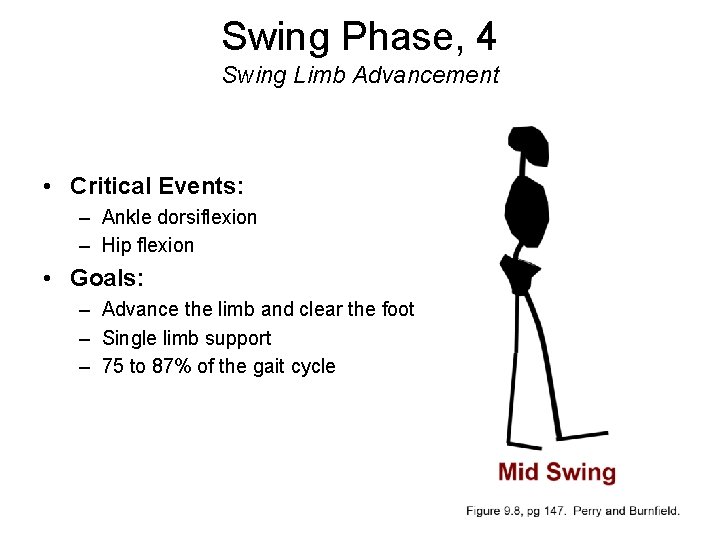 Swing Phase, 4 Swing Limb Advancement • Critical Events: – Ankle dorsiflexion – Hip