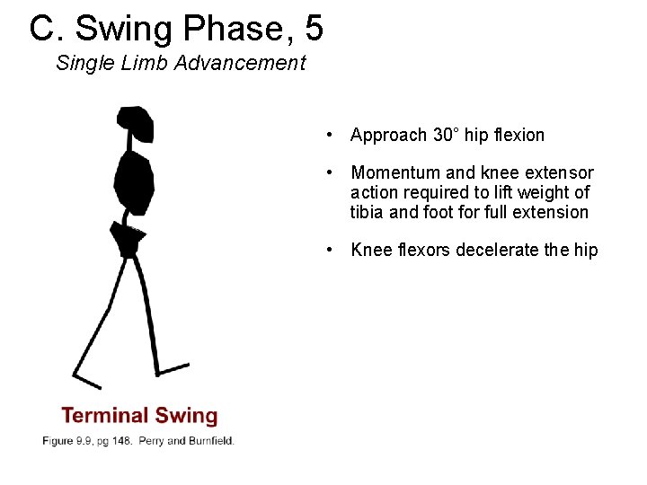 C. Swing Phase, 5 Single Limb Advancement • Approach 30° hip flexion • Momentum