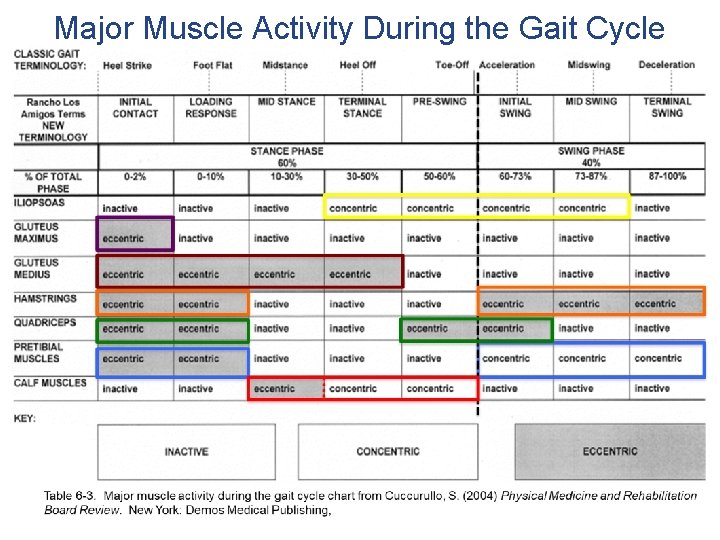 Major Muscle Activity During the Gait Cycle 