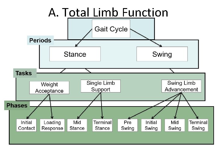 A. Total Limb Function 