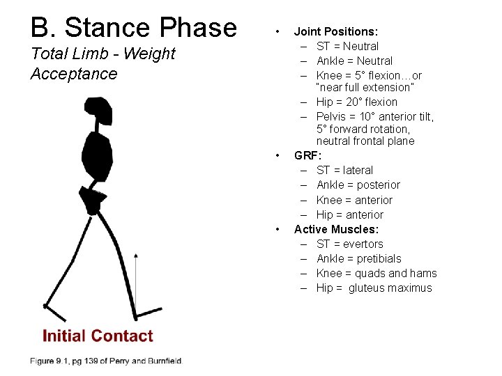 B. Stance Phase • Total Limb - Weight Acceptance • • Joint Positions: –