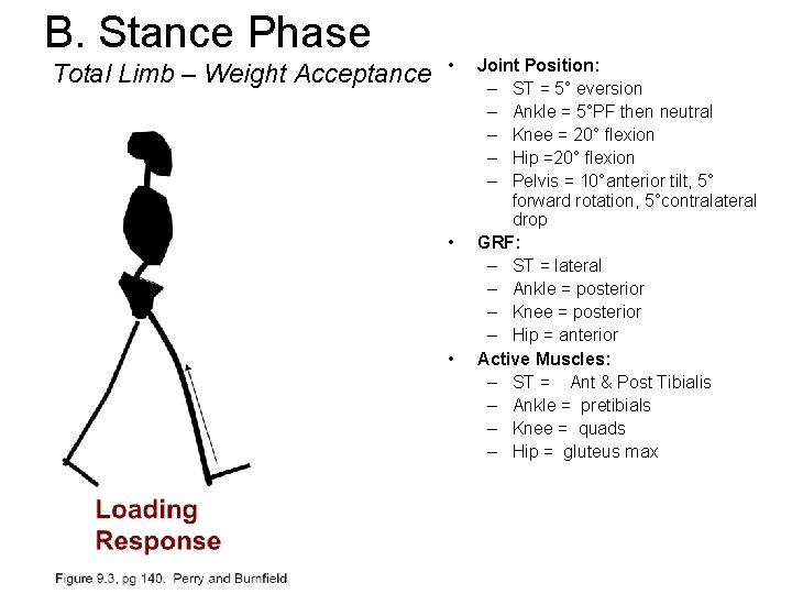 B. Stance Phase Total Limb – Weight Acceptance • • • Joint Position: –