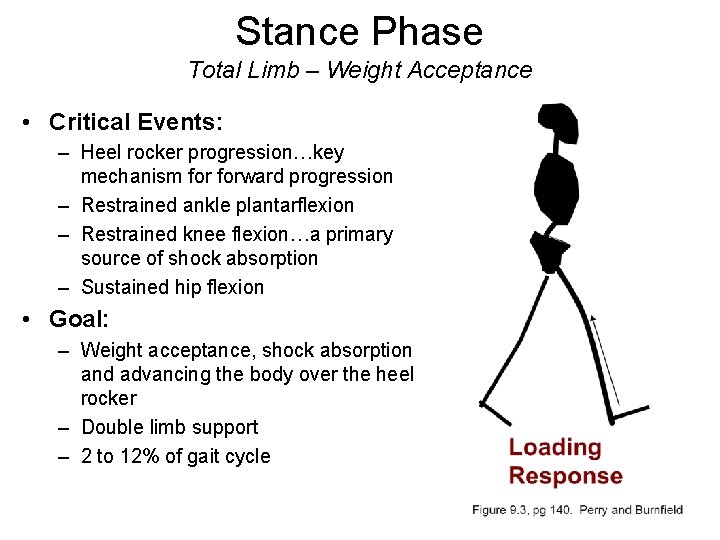 Stance Phase Total Limb – Weight Acceptance • Critical Events: – Heel rocker progression…key