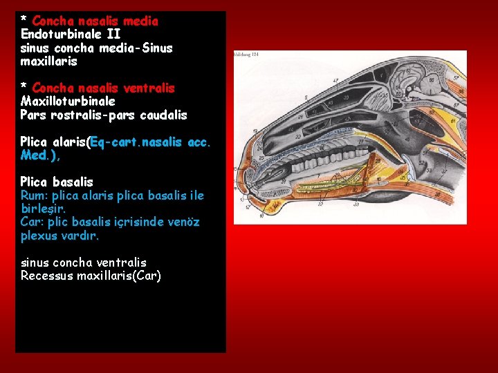 * Concha nasalis media Endoturbinale II sinus concha media-Sinus maxillaris * Concha nasalis ventralis