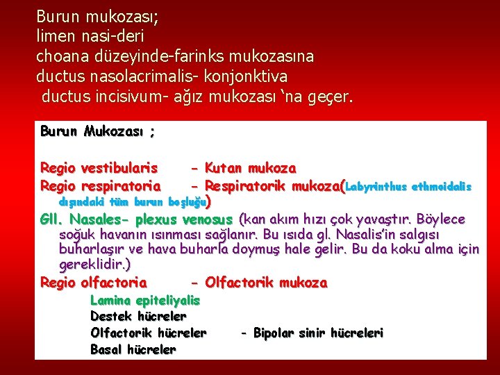 Burun mukozası; limen nasi-deri choana düzeyinde-farinks mukozasına ductus nasolacrimalis- konjonktiva ductus incisivum- ağız mukozası